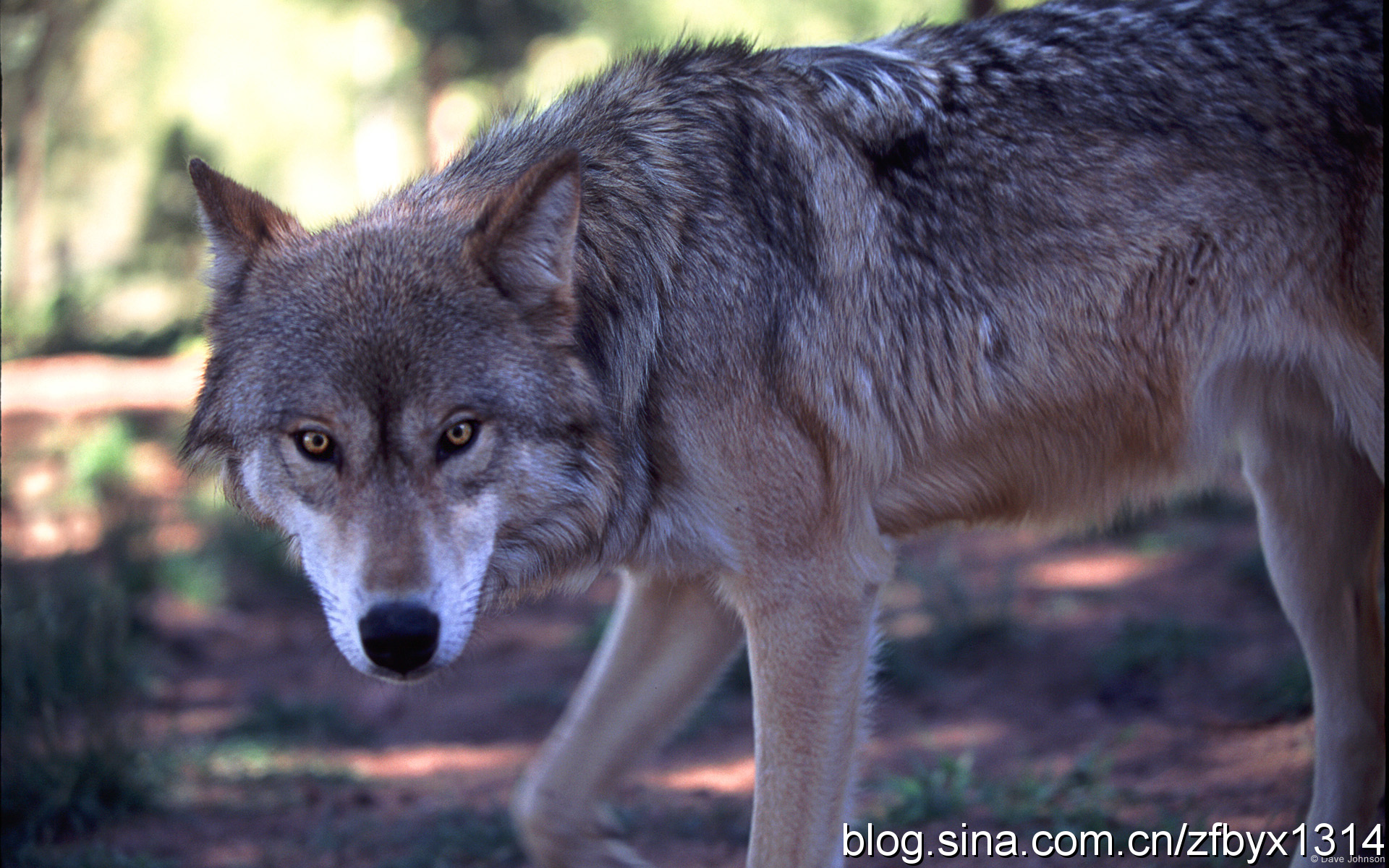 Gray wolf in wildlife sanctuary