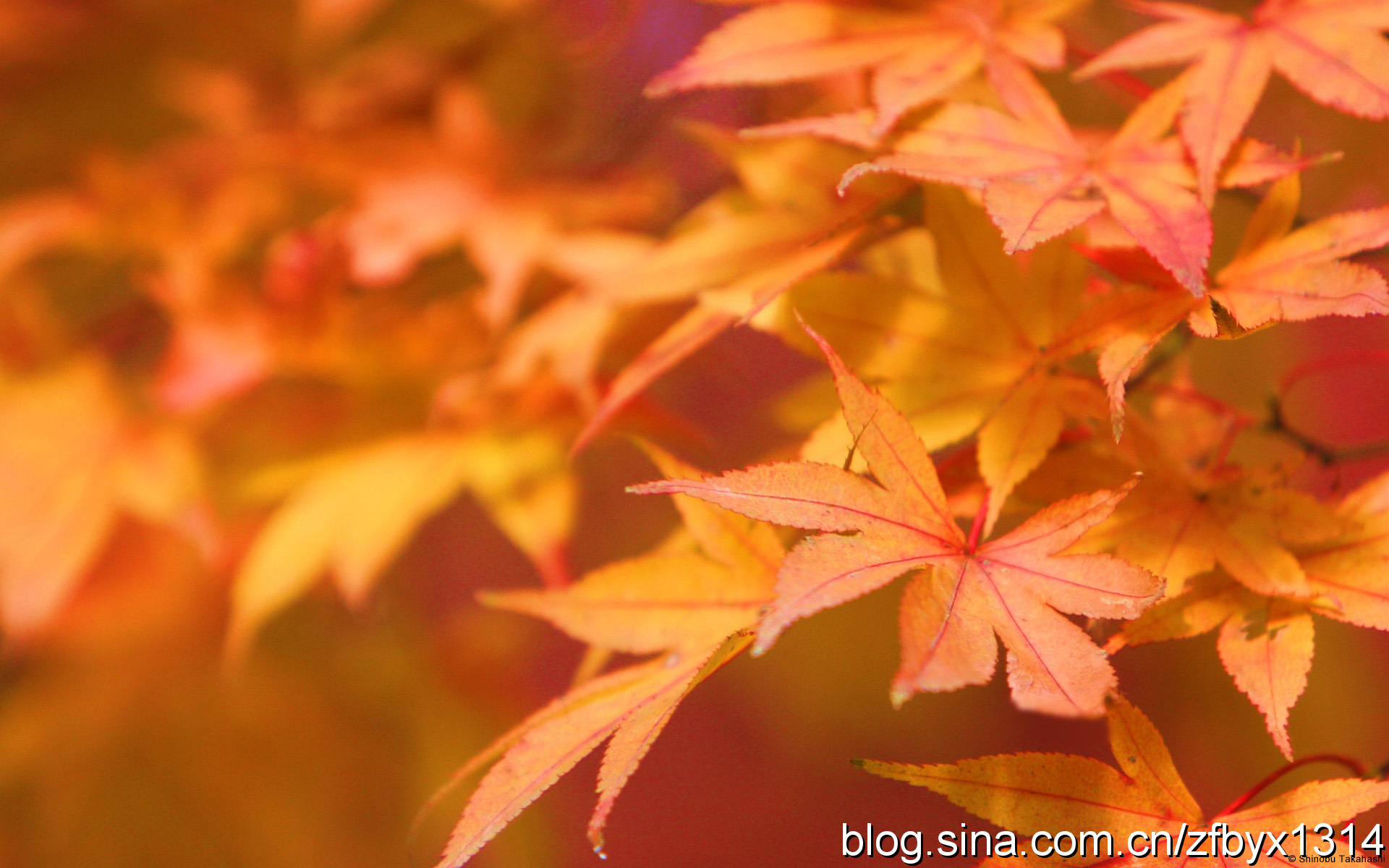 Japanese Maple